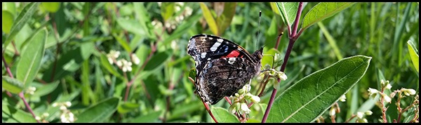 Pollinators