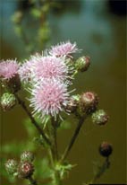 Canadian Thistle