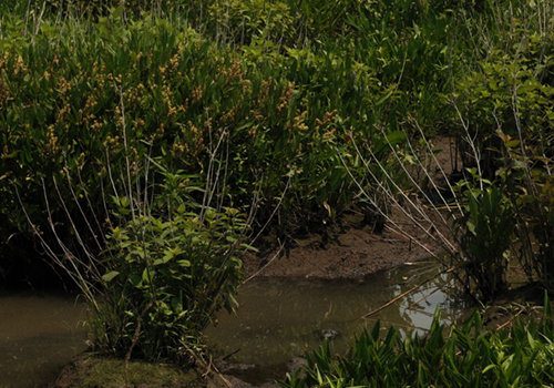Native plants along Maryland highways.