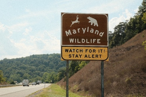 Maryland Wildlife warning sign