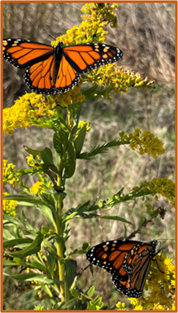 Butterflies on plants