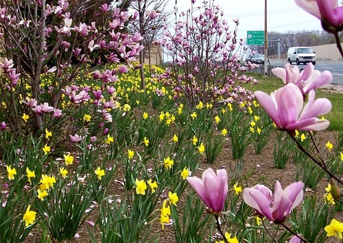 highway landscaping