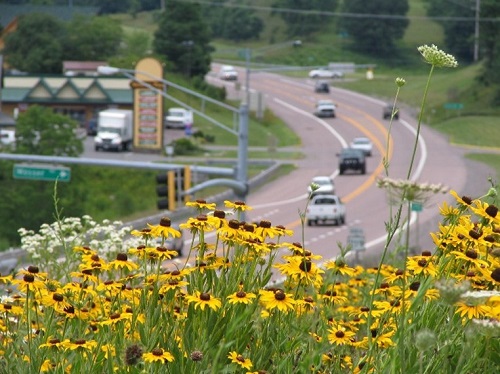 wildflowers overlooking highway