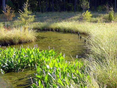 Stormwater Wetland along US 50 in Anne Arundel County