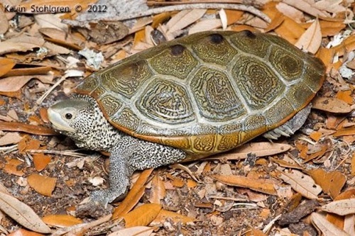 closeup photo of terrapin