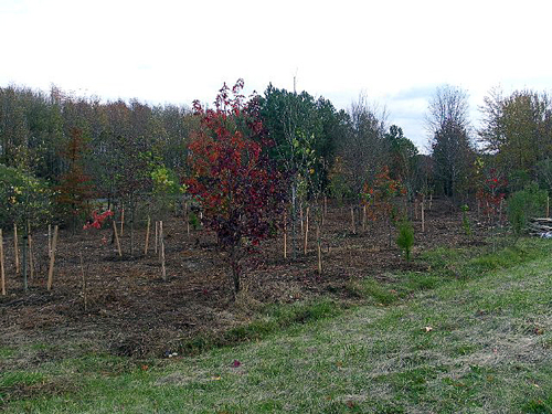 Tree planting site on I-695 in Baltimore County