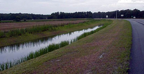 Wet Swale along US 113 in Worcester County