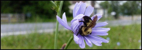 Pollinator
