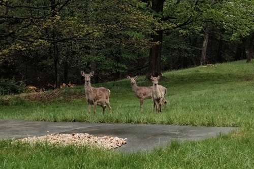 Deer along Maryland highway.