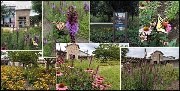 Pollinators