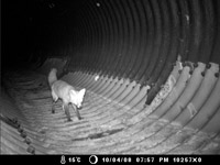 A fox shown using a cylinder culvert