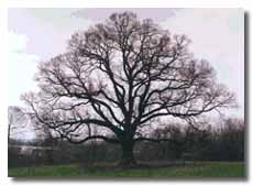 Arbutus White Oak without leaves