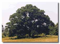 Arbutus White Oak with leaves