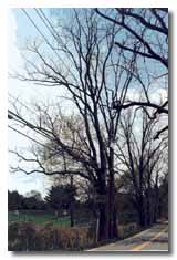 Black Walnut tree