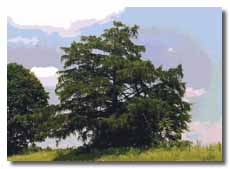 European Larch with leaves