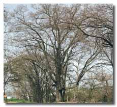 hackberry tree without leaves