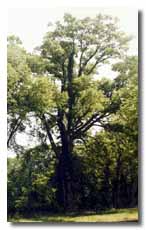 hackberry tree with leaves