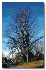 Kentucky Coffee tree without leaves