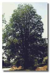 Kentucky Coffee tree with leaves