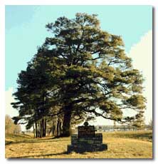 Loblolly Pine fully restored