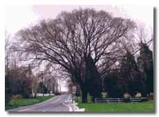 New Hampshire Elm without leaves