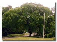 New Hampshire Elm with leaves