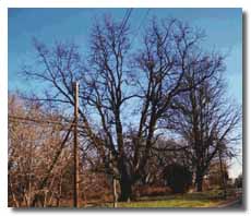 Northern Catalpa without leaves