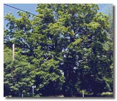 Northern Catalpa with leaves