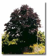 Pikesville Purple Beech with leaves