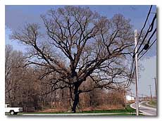 Red Oak without leaves