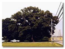 Red Oak with leaves