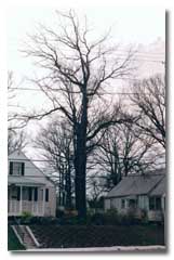 Red Oak without leaves