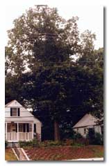 Red Oak with leaves